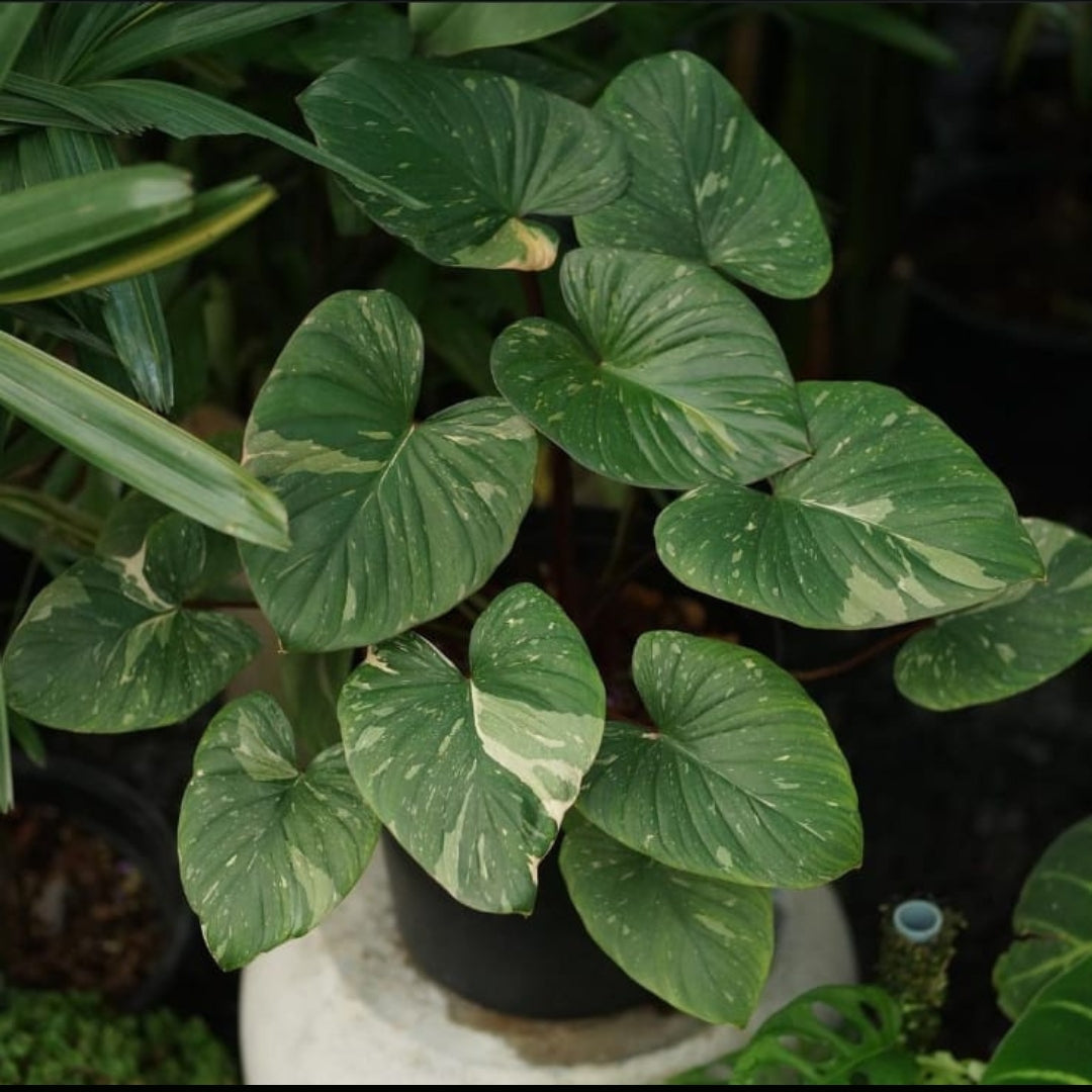 Homalomena (PRE-ORDERS) – Fuzzy Roots