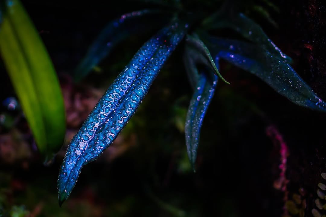 Ferns (Pre-Orders) – Fuzzy Roots
