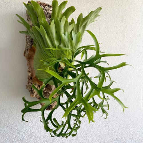 Platycerium (Pre-Orders) – Fuzzy Roots