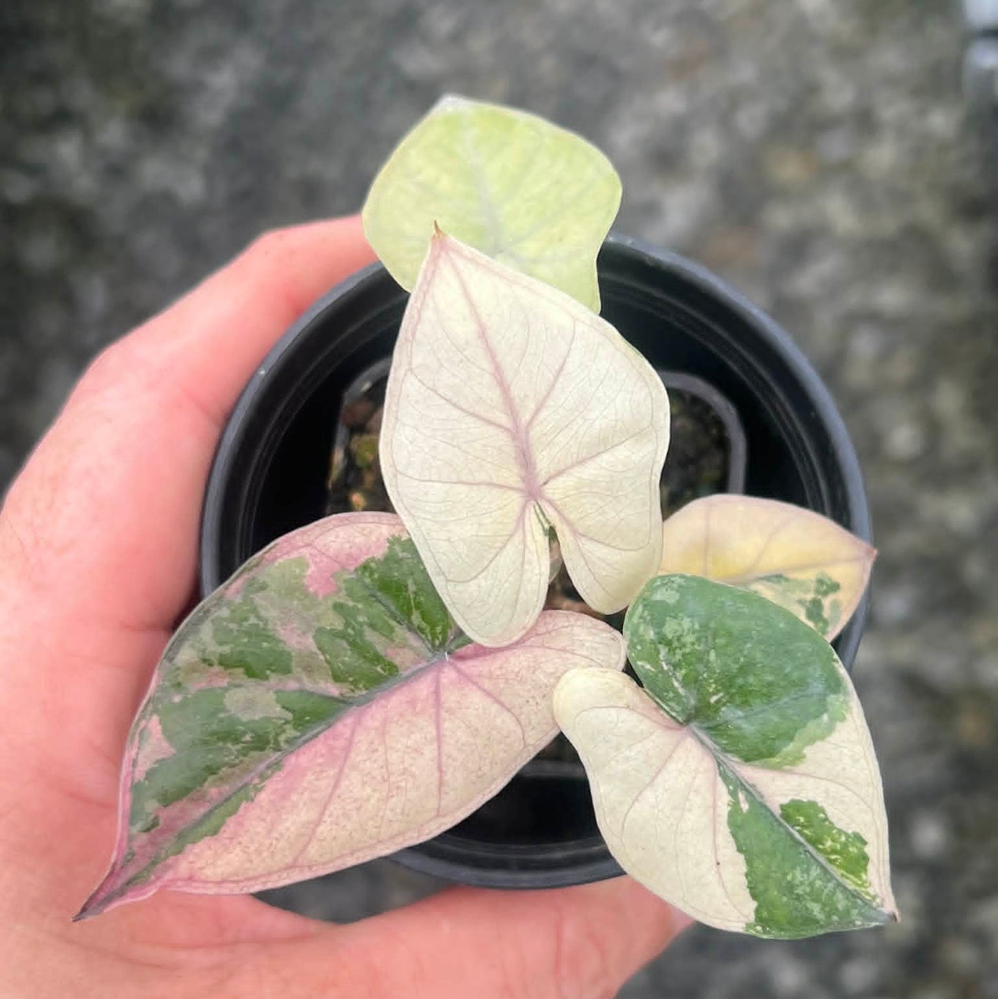 Alocasia Yucatan Pink - Pre Order