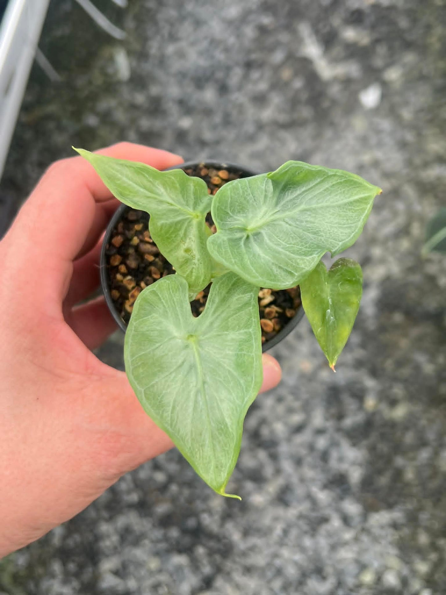 Alocasia Holy Grail - Pre Order