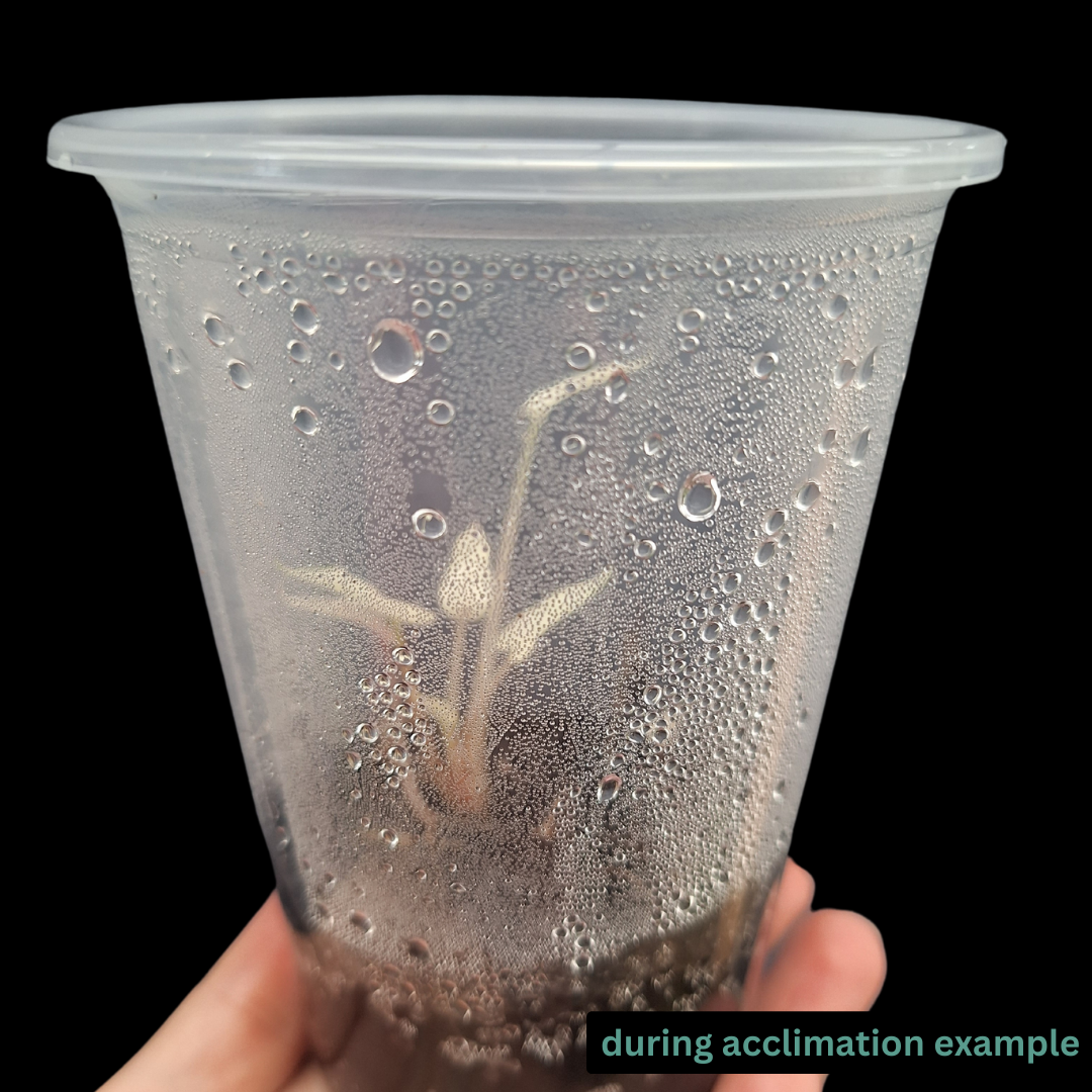 Tissue Culture Acclimation KIt