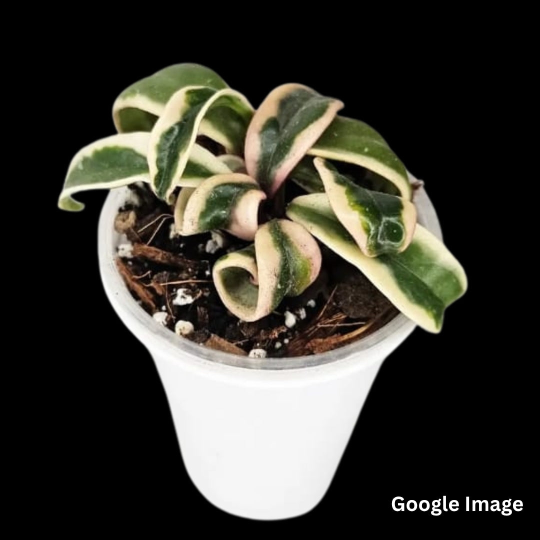 Hoya Carnosa Mariana (Small) PRE-ORDER-JULY100