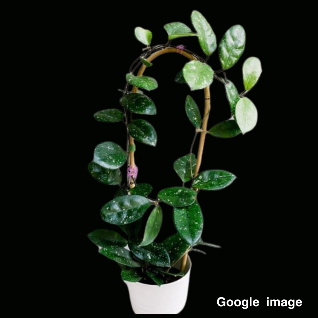 Hoya Dasyantha (Large) PRE-ORDER-JULY160