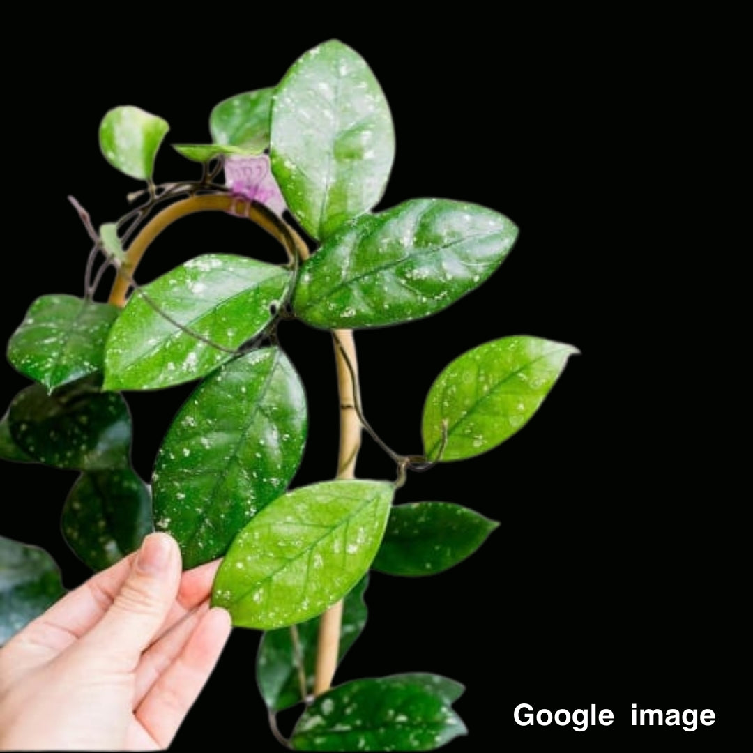 Hoya Dasyantha (Large) PRE-ORDER-JULY160