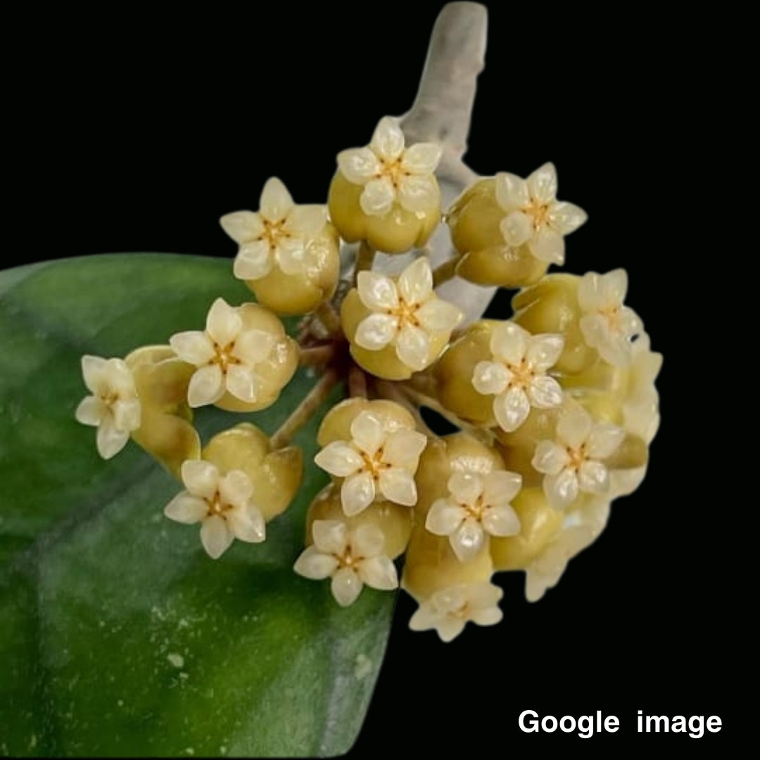 Hoya Deykeae Large (PRE-ORDER)-JULY107