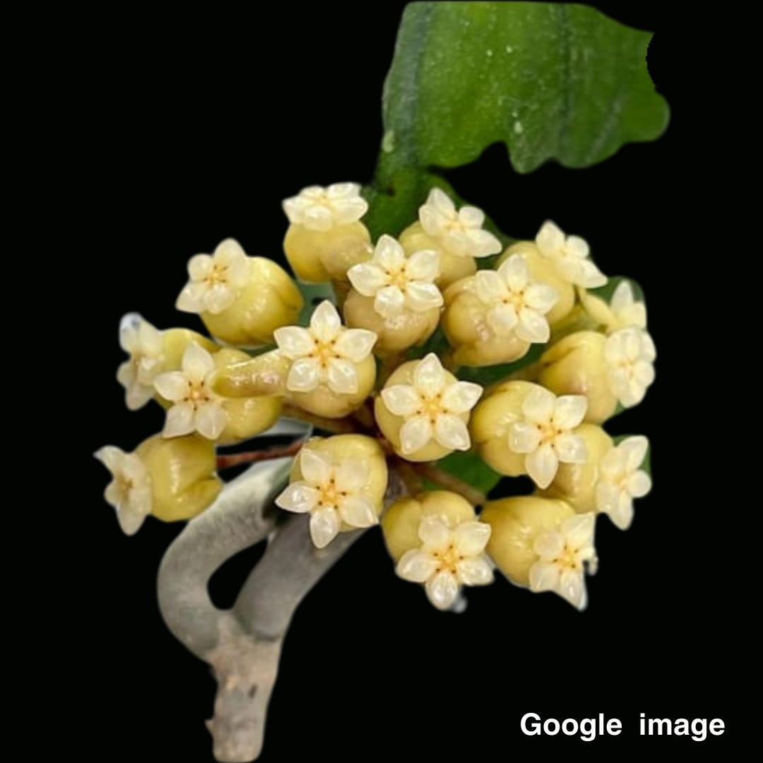Hoya Deykeae Large (PRE-ORDER)-JULY107