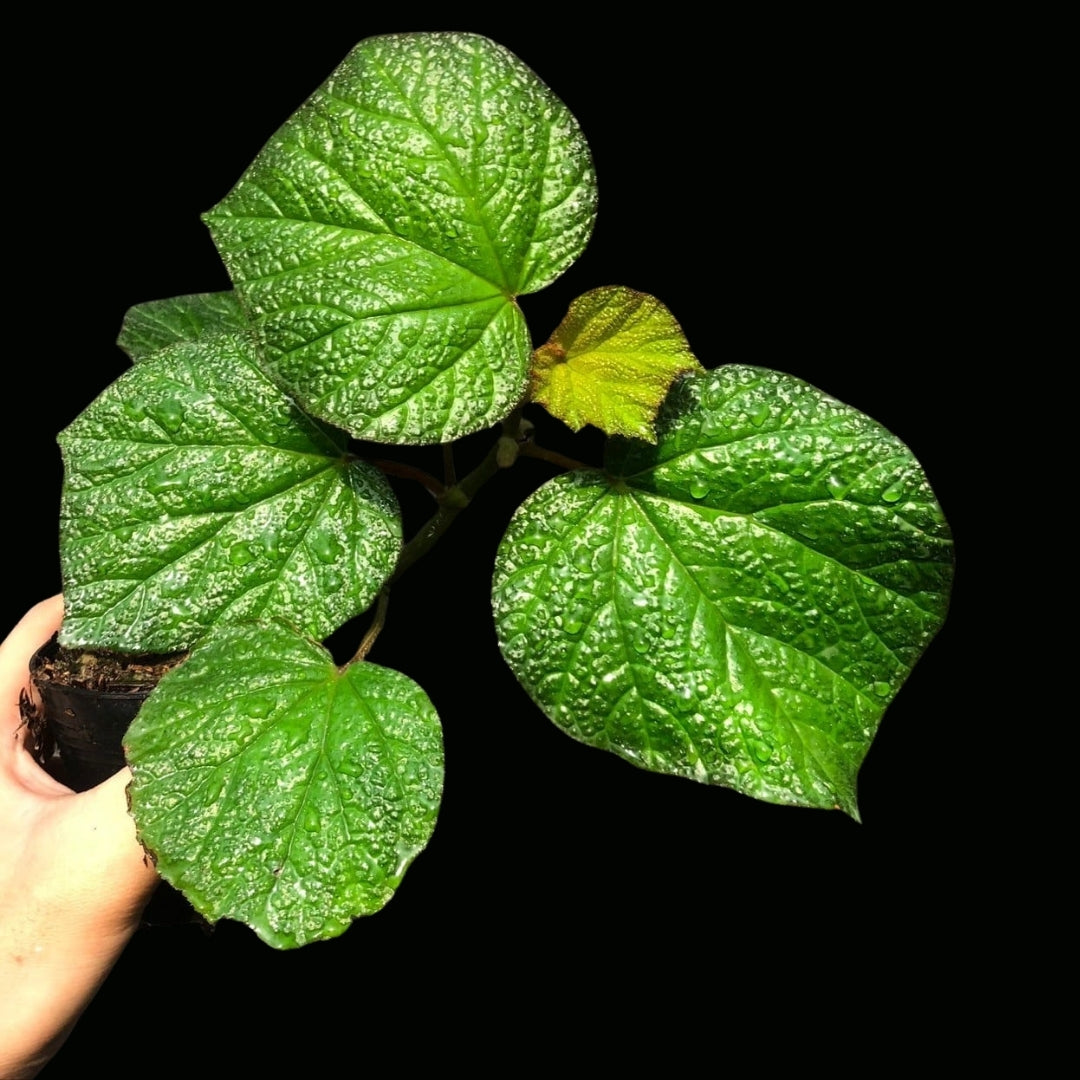 Begonia Orococo (PRE-ORDER)-JUL109