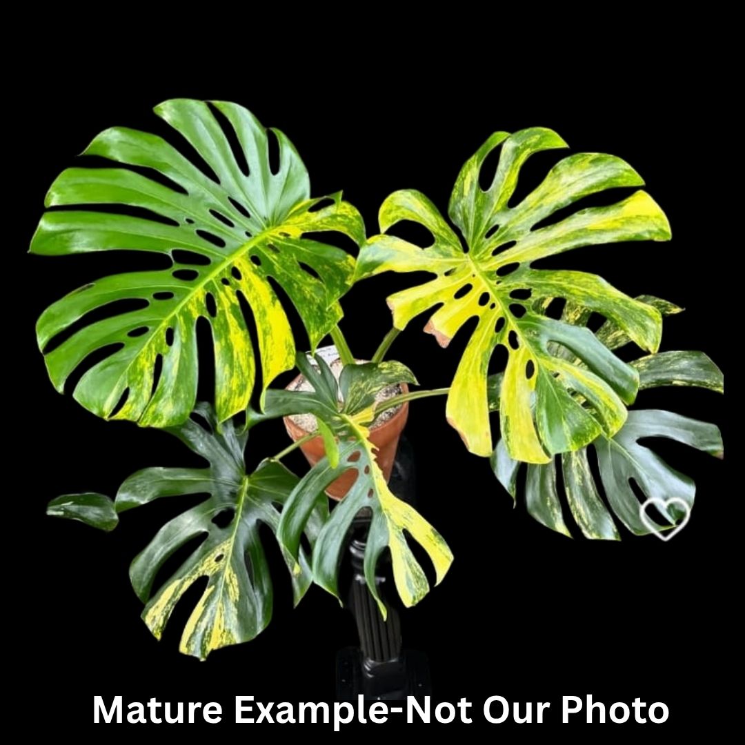 Monstera Deliciosa Yellow Marilyn Tissue Culture (PRE-ORDER) -TC0106