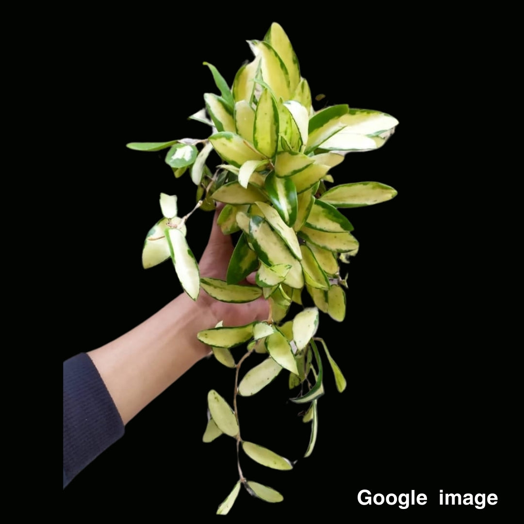 Hoya Acuta Variegated Yellow (Large) PRE-ORDER-JULY010