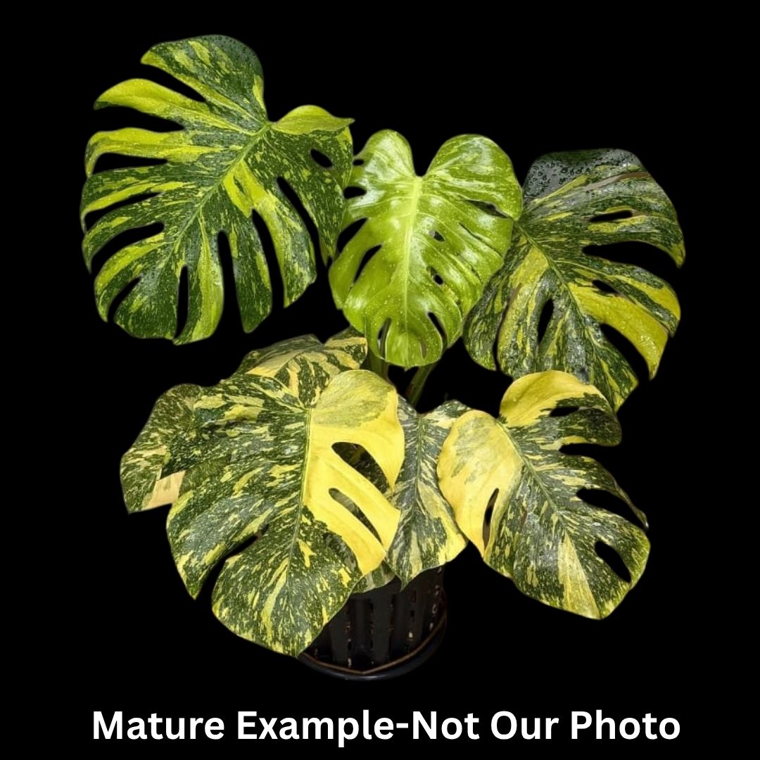 Monstera Deliciosa Electrolyte Tissue Culture (PRE-ORDER) -TC0104