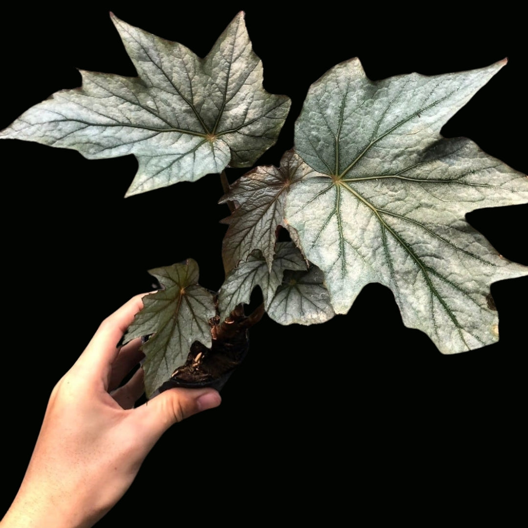 Begonia Pewterware (PRE-ORDER)-JUL112