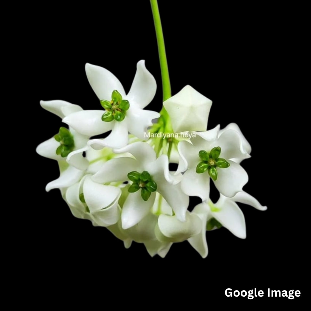 Hoya Chloroleucha (Large) PRE-ORDER-JULY1113