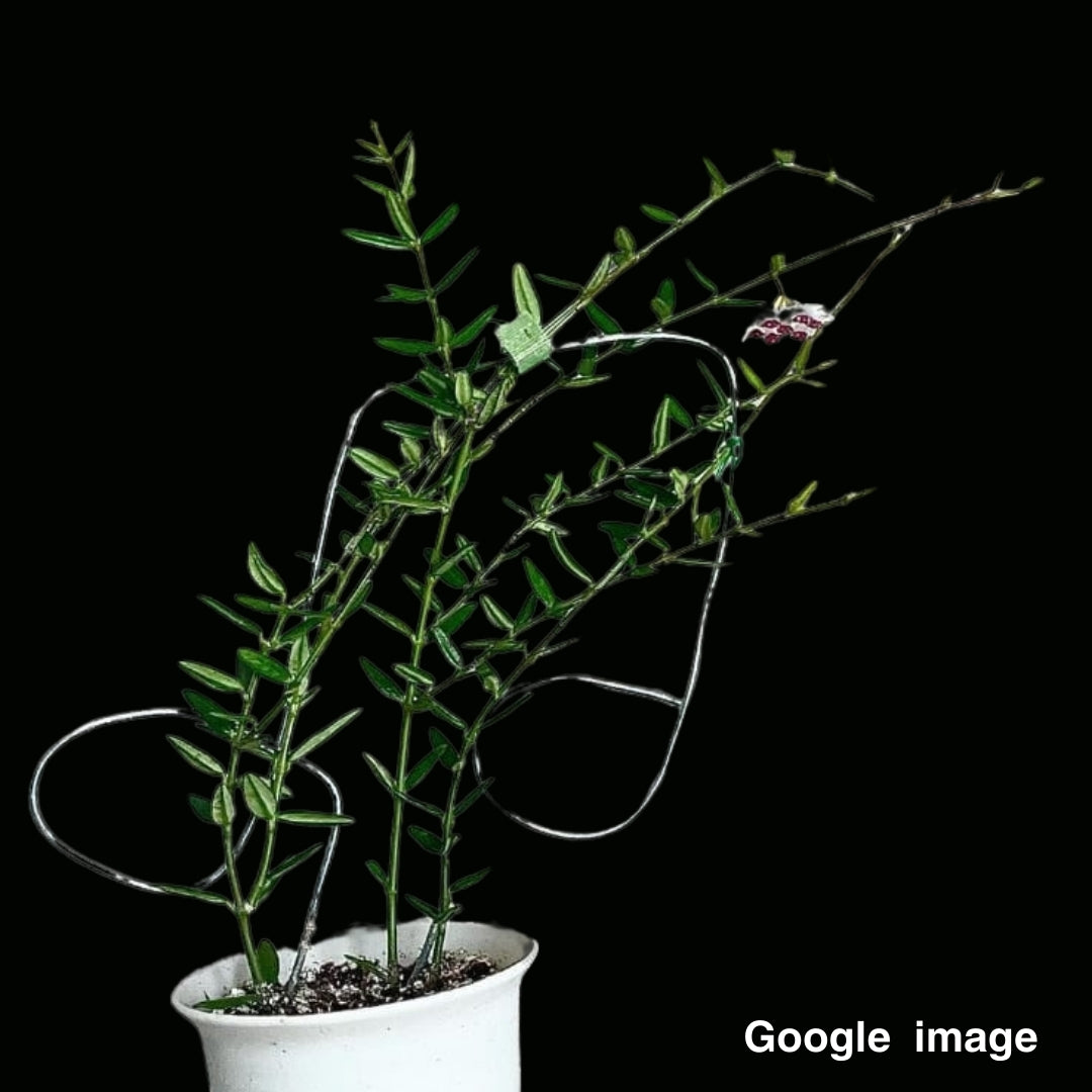 Hoya Engleriana (Large) PRE-ORDER-JULY181