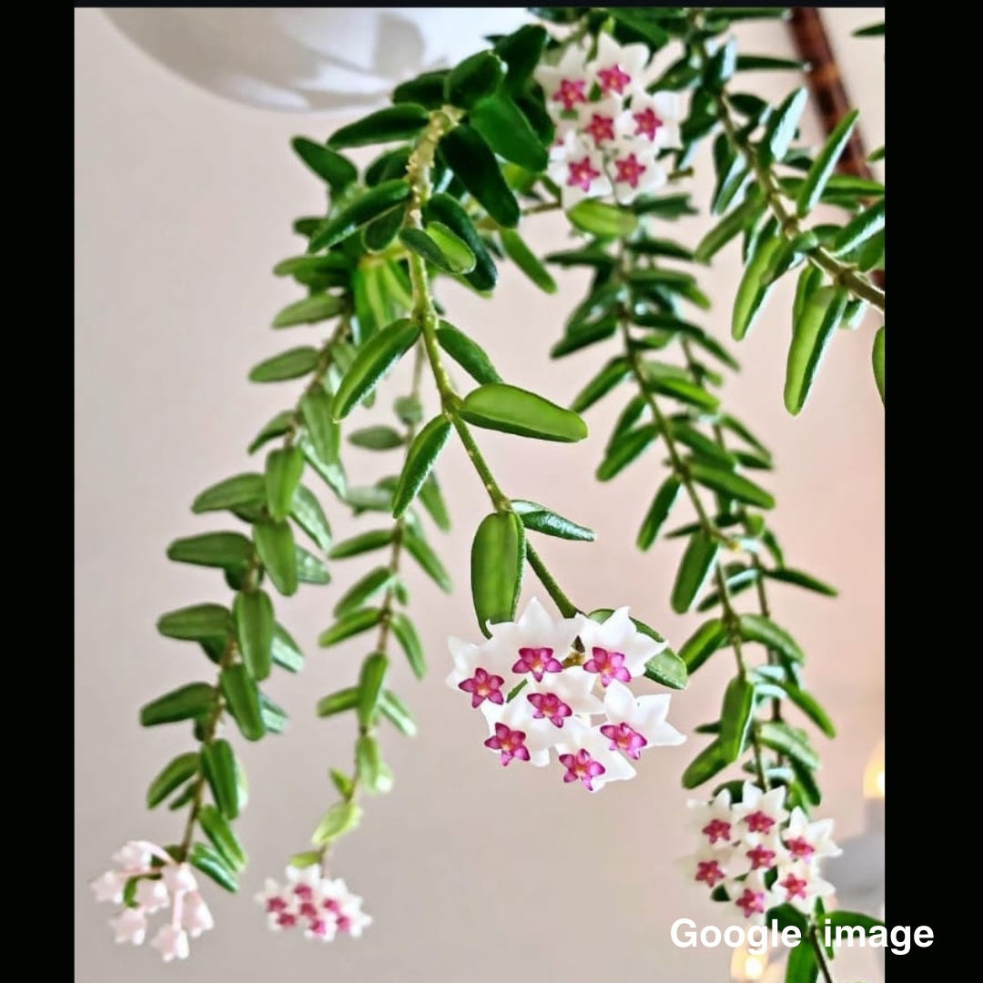 Hoya Engleriana (Large) PRE-ORDER-JULY181