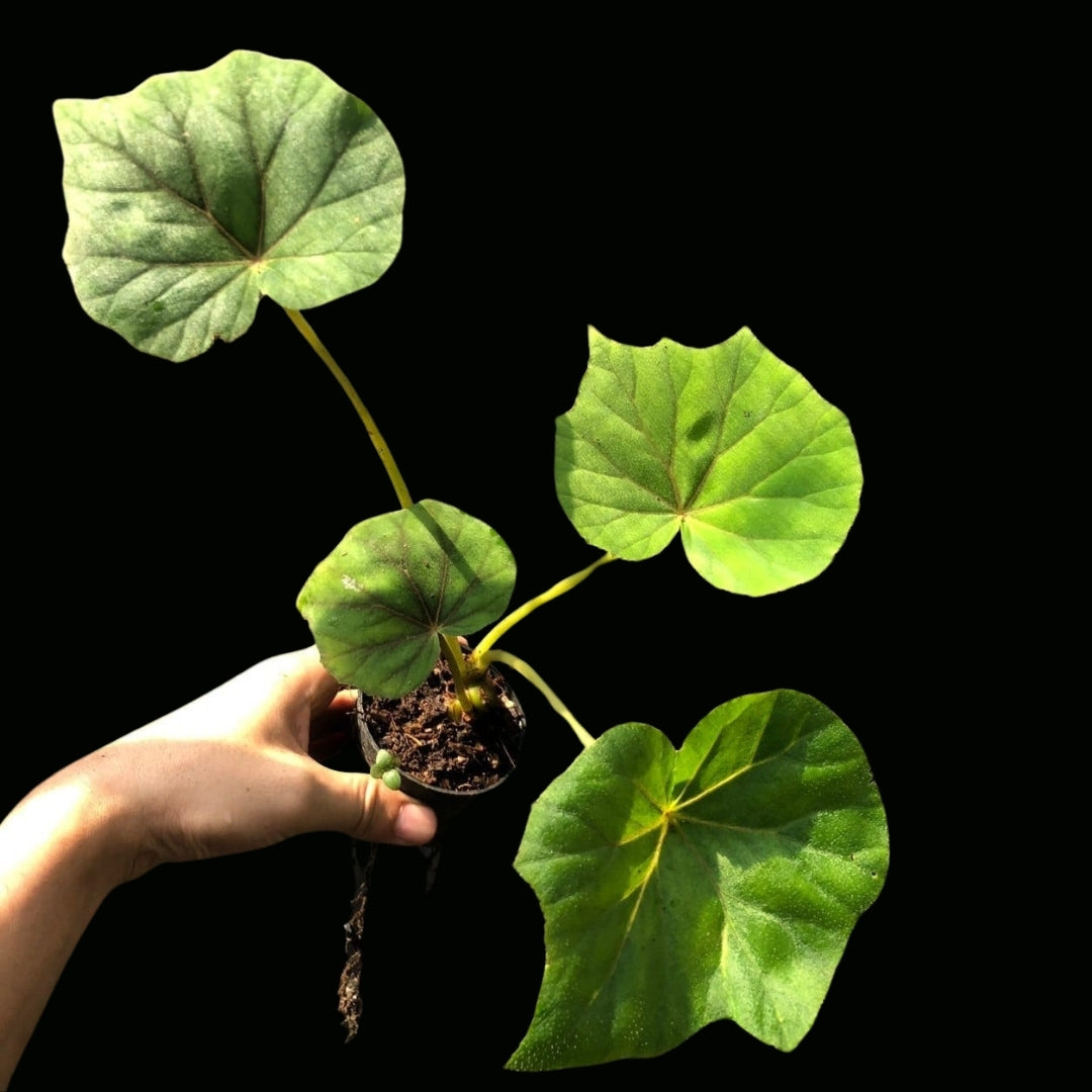 Begonia Popenoei (PRE-ORDER)-JUL117