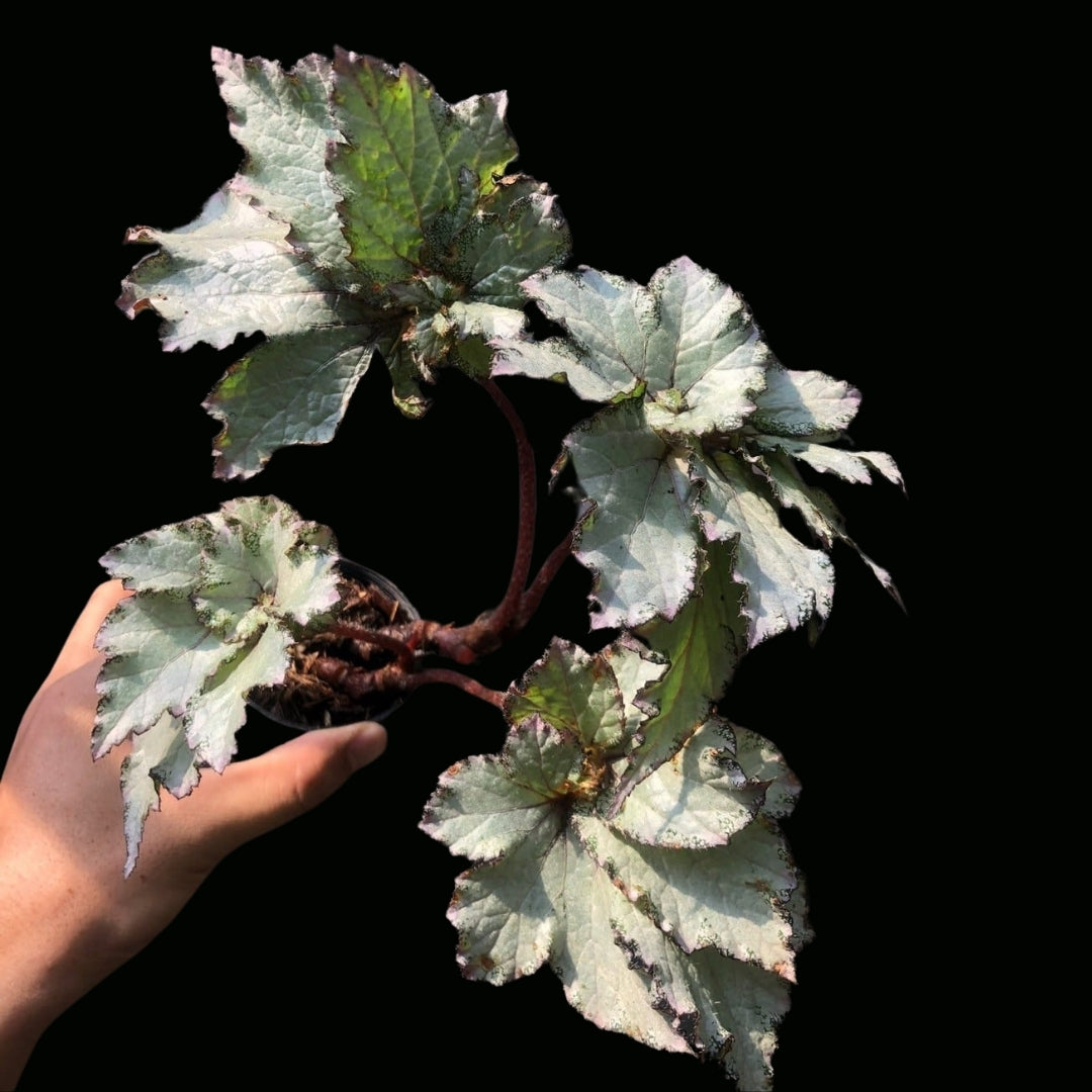 Begonia Purple Snow (PRE-ORDER)-JUL119