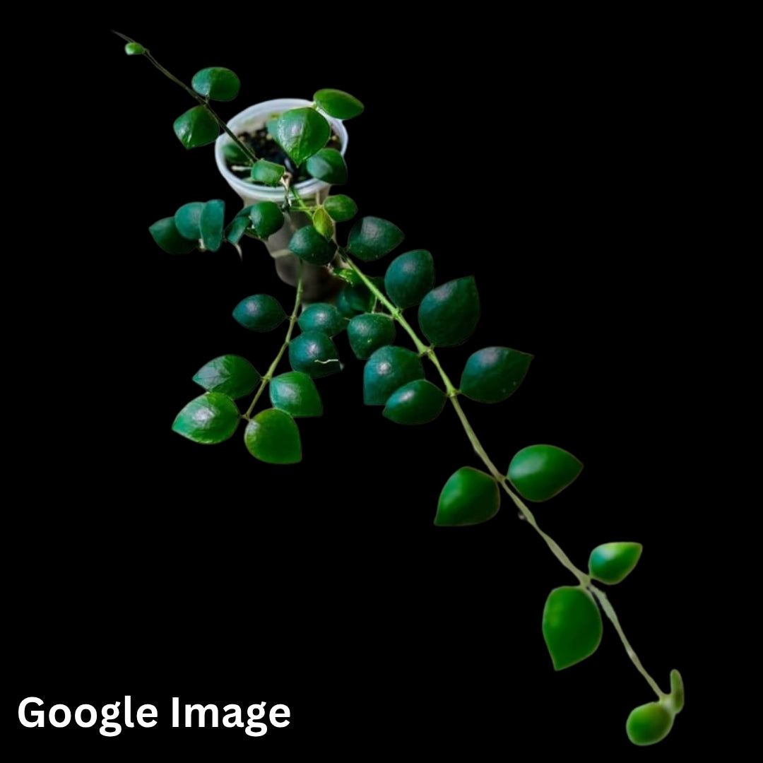 Hoya Aeschynanthus (Medium) PRE-ORDER-JULY011