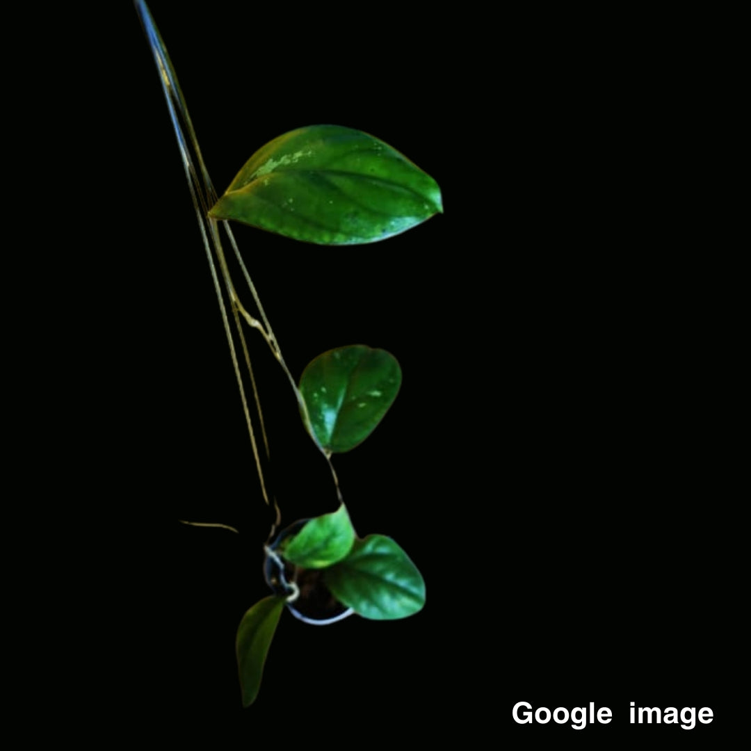 Hoya Erythrina Round Leaves (Medium) PRE-ORDER-JULY186