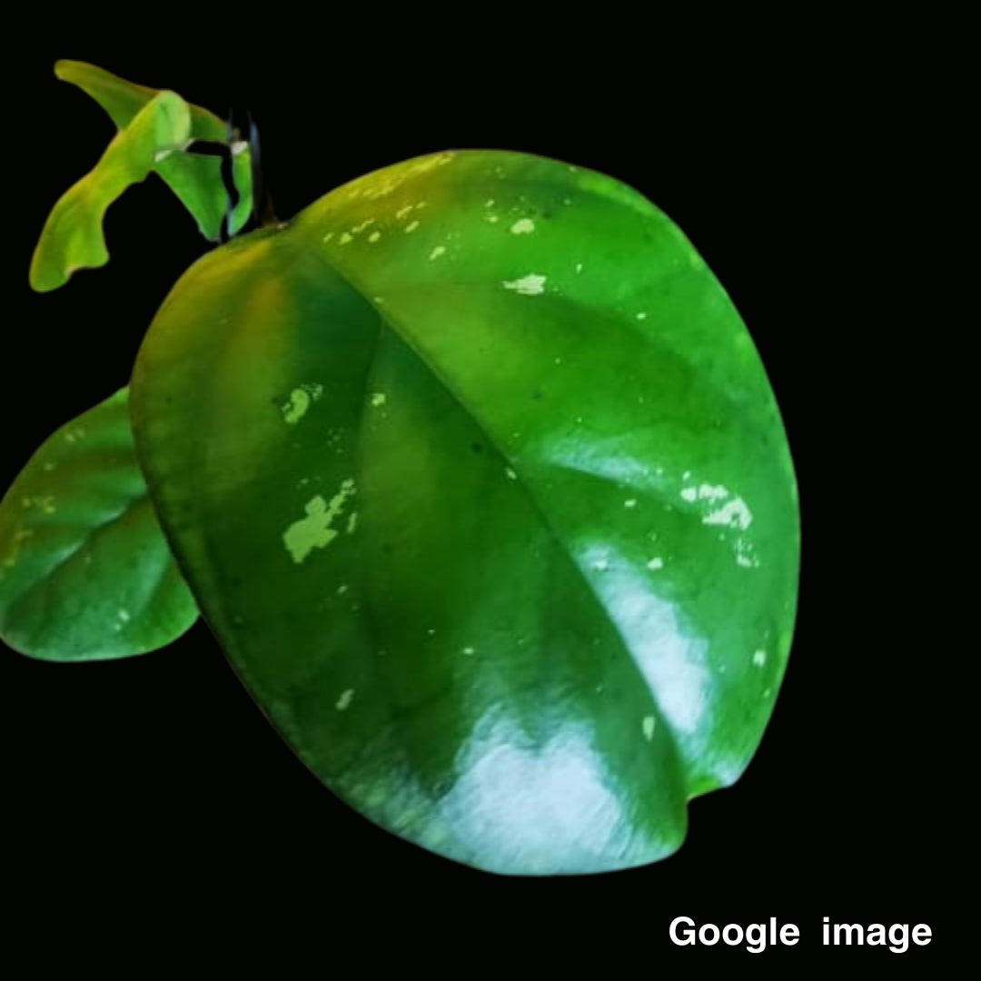 Hoya Erythrina Round Leaves (Medium) PRE-ORDER-JULY186