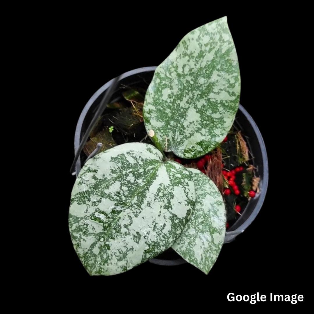 Hoya Cinnamomifolia Var Imbricata (Small) PRE-ORDER-JULY122