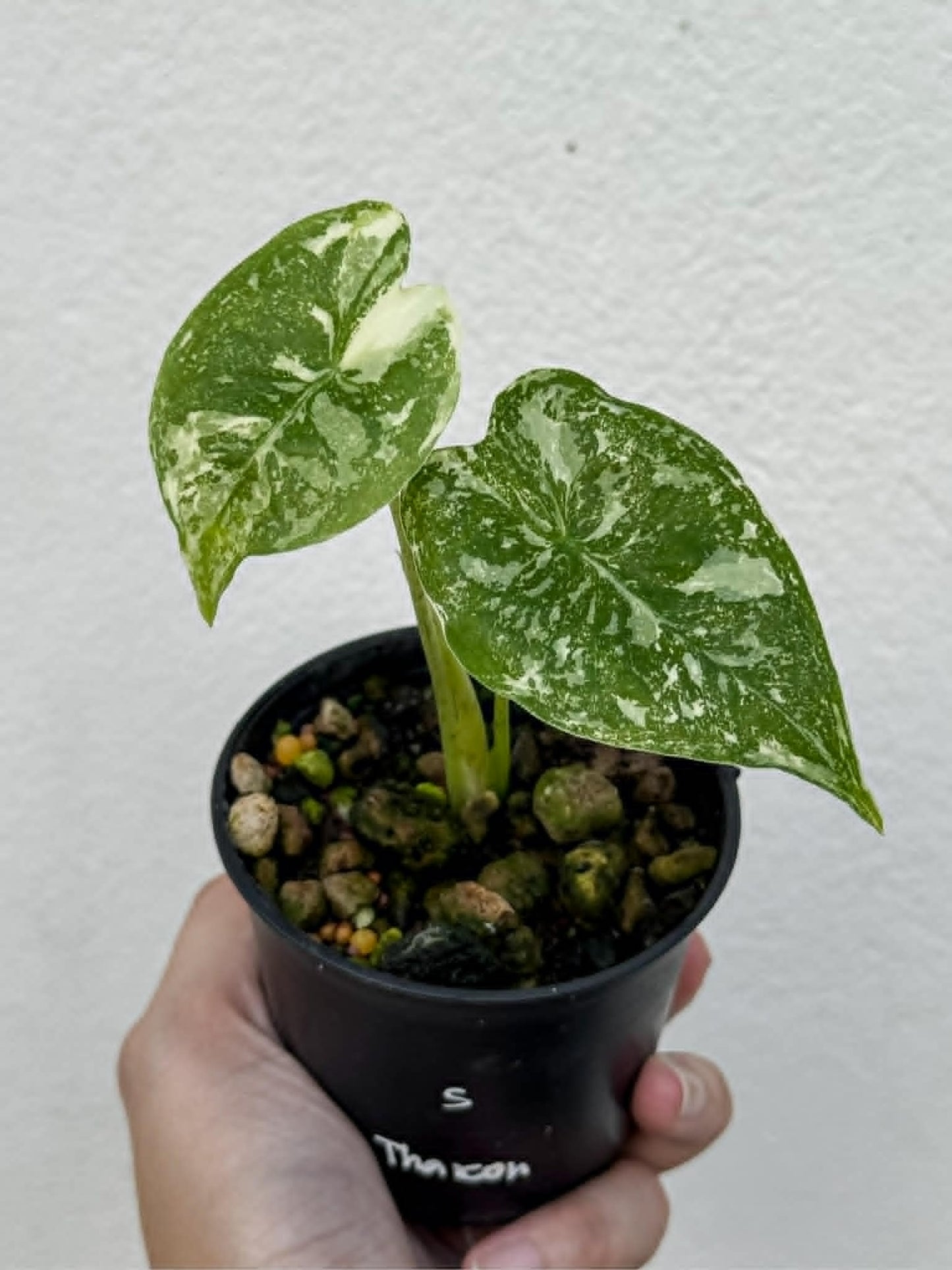 Alocasia Longiloba Thai Con (Phamtom) - Pre Order