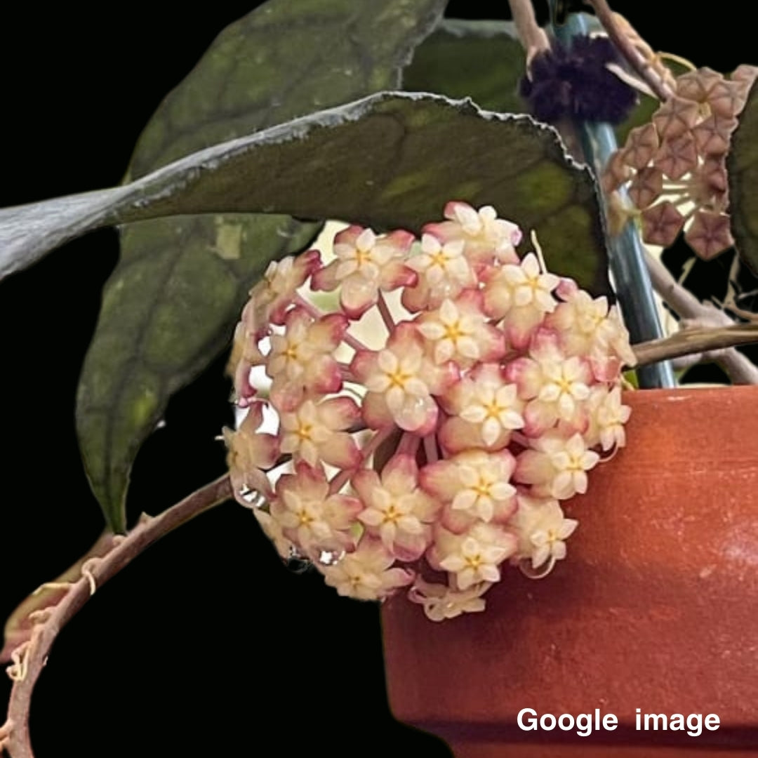 Hoya Finlaysonii Big Leaves Large (PRE-ORDER)-JULY129