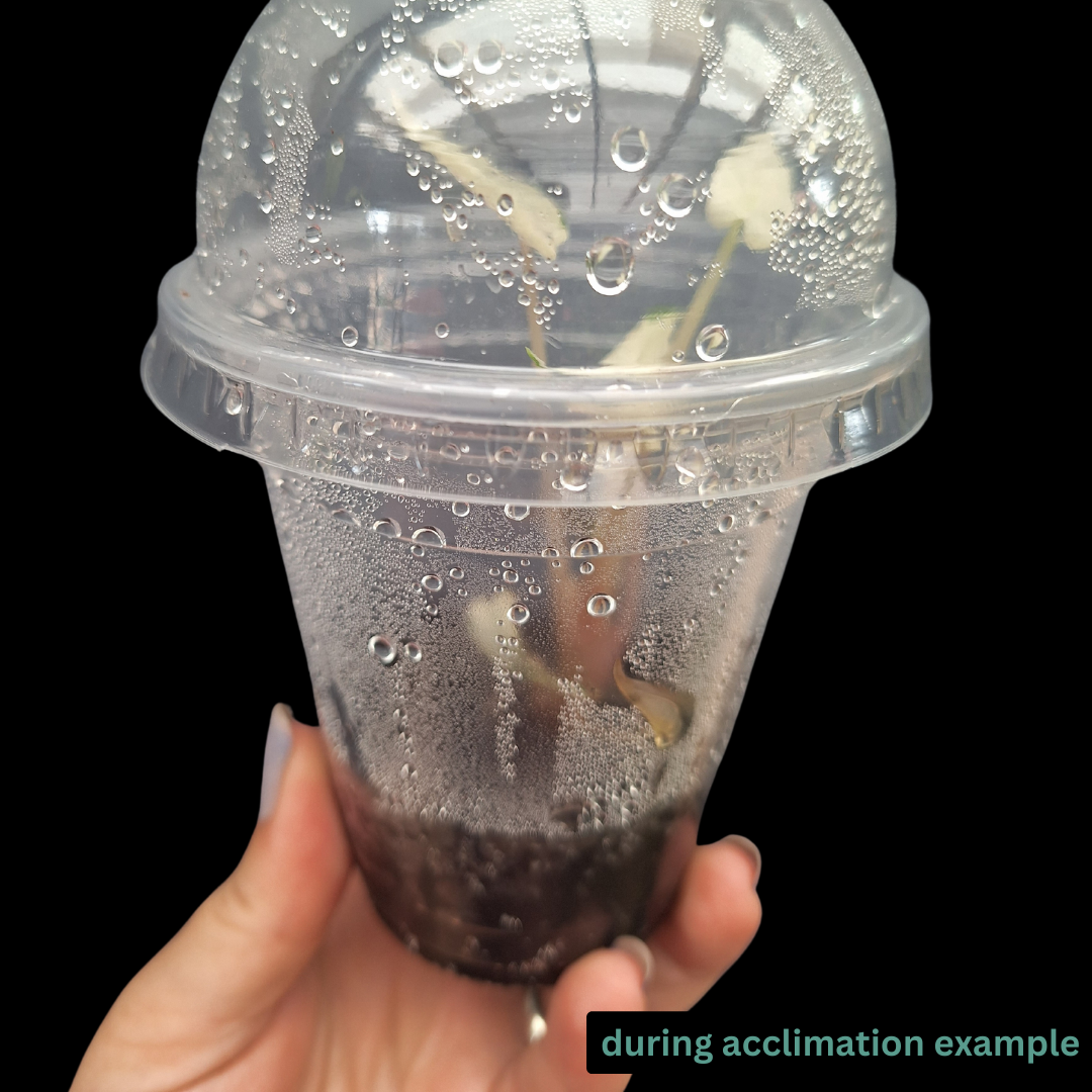 Alocasia Bambino Albo Tissue Culture (PRE-ORDER)-TC009