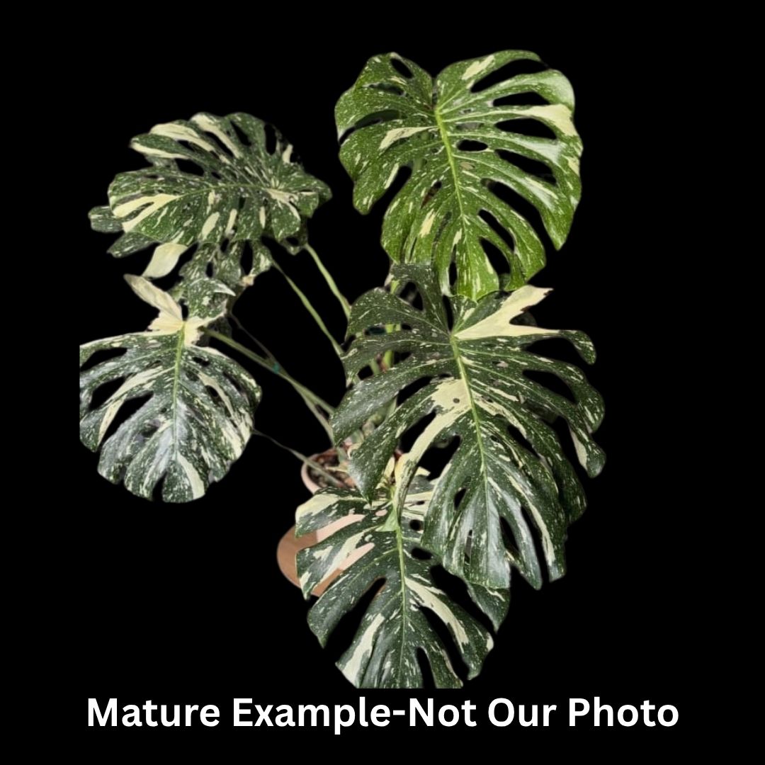 Monstera Deliciosa Thai Constellation Tissue Culture (PRE-ORDER) -TC0105