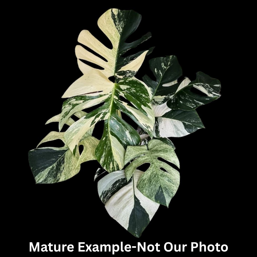 Monstera Deliciosa Mint Tissue Culture (PRE-ORDER) -TC099 – Fuzzy