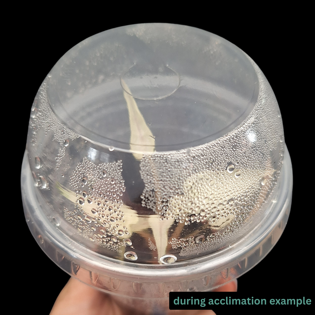 Tissue Culture Acclimation KIt