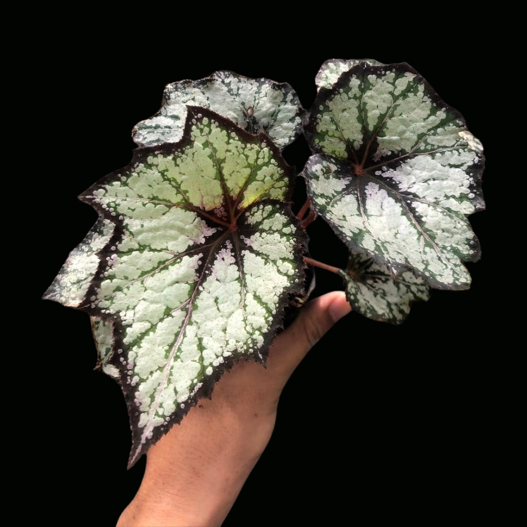 Begonia rex Mr. Kartuz (PRE-ORDER)-JUL132