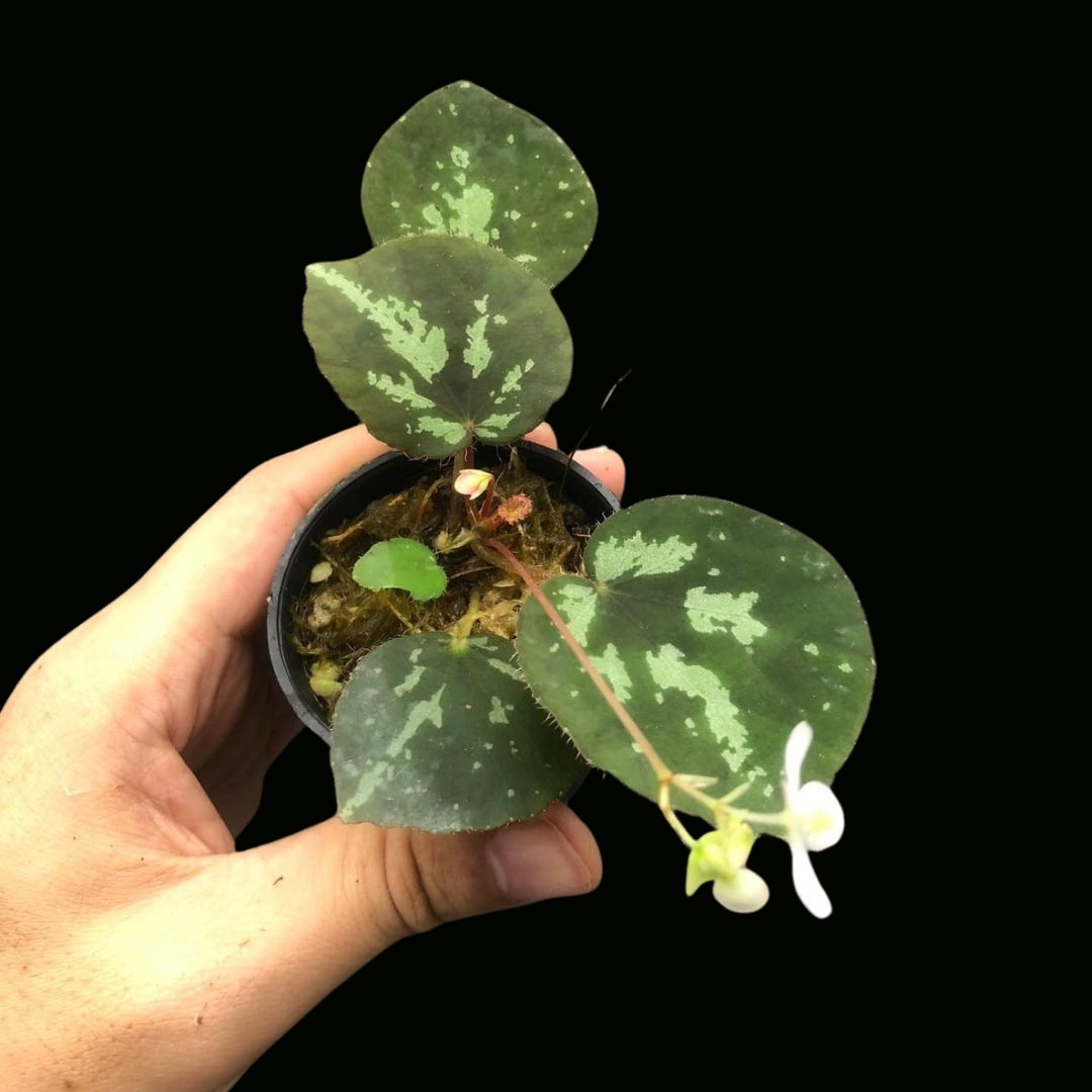 Begonia Rubiteae sp. (PRE-ORDER)-JUL133