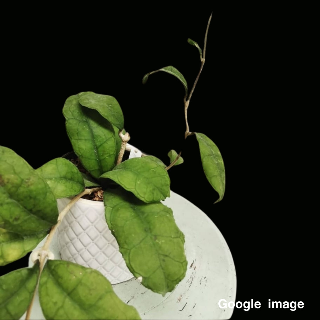 Hoya Finlaysonii Sukirin (Large) PRE-ORDER-JULY201
