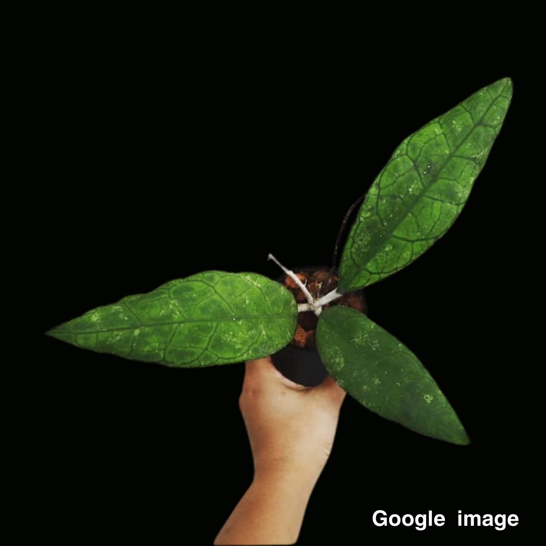 Hoya Finlaysonii Sukirin (Large) PRE-ORDER-JULY201