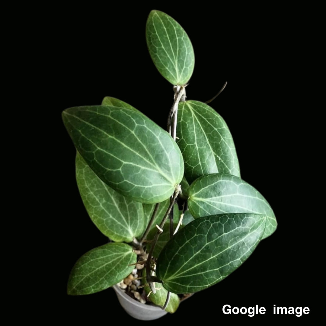 Hoya Fitchii Large (PRE-ORDER)-JULY137