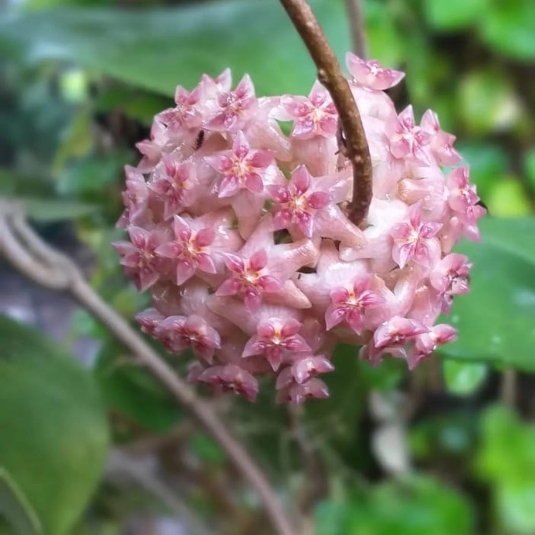 Hoya Glabra (Large) PRE-ORDER-JULY213