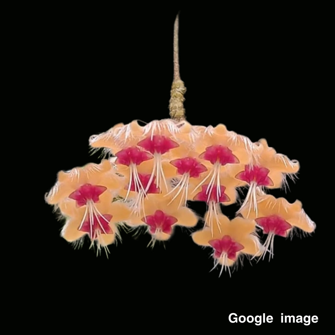 Hoya Flagellata Gold Large (PRE-ORDER)-JULY138