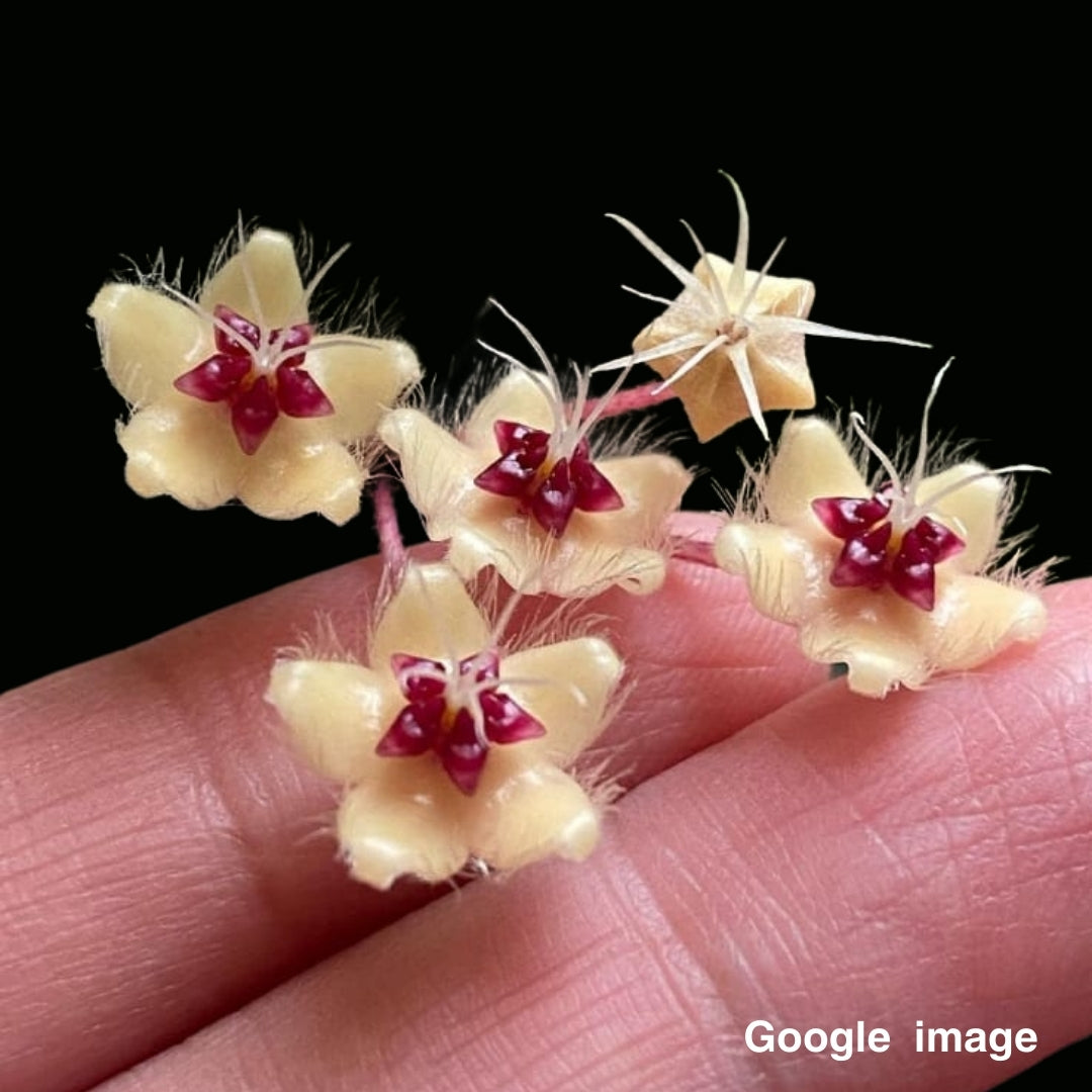 Hoya Flagellata Gold Large (PRE-ORDER)-JULY138