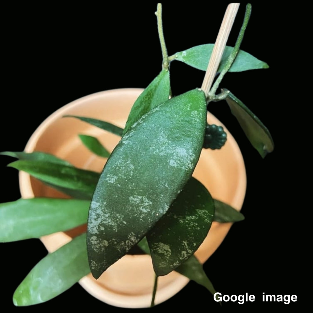 Hoya Flagellata Gold Large (PRE-ORDER)-JULY138
