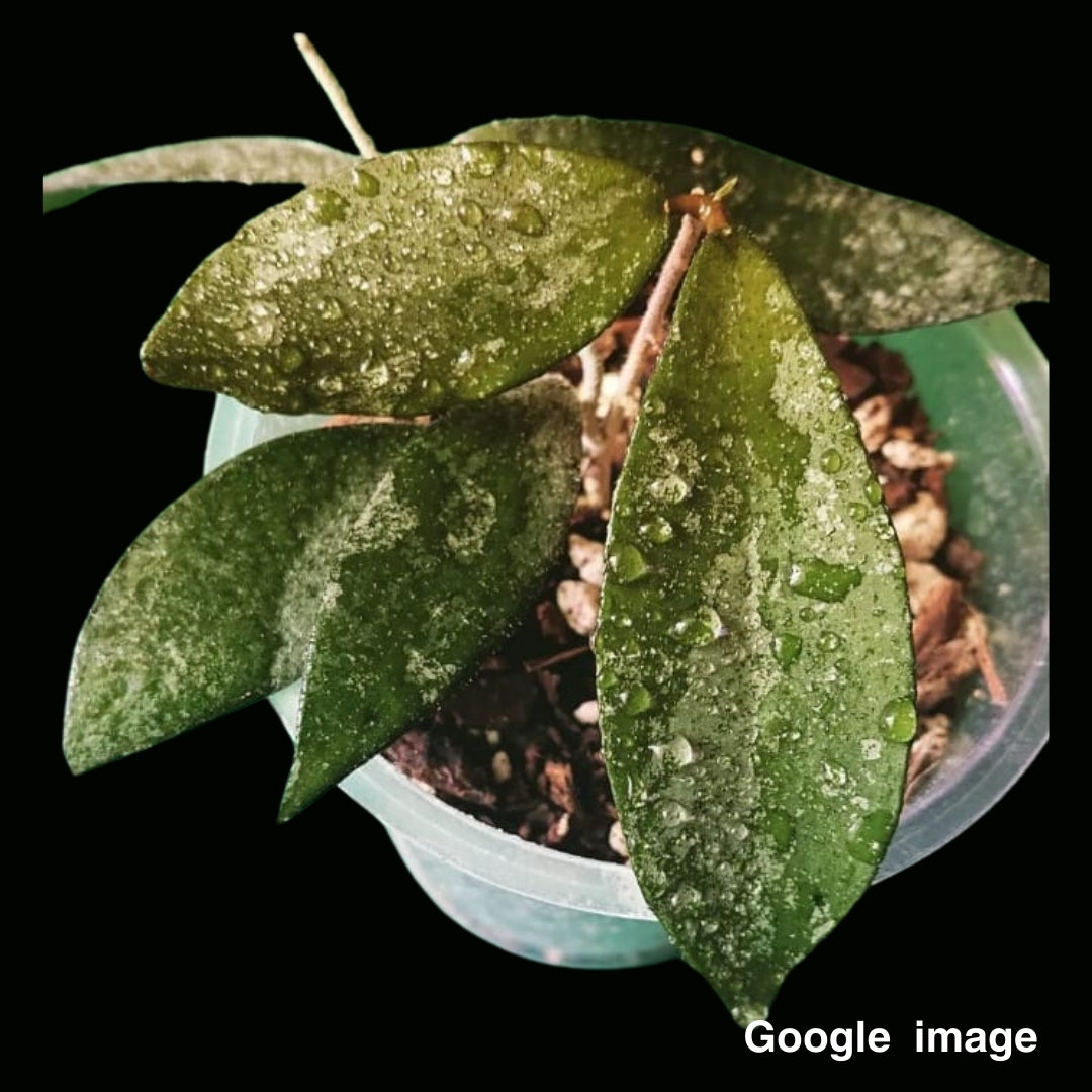 Hoya Flagellata Yellow Large (PRE-ORDER)-JULY139