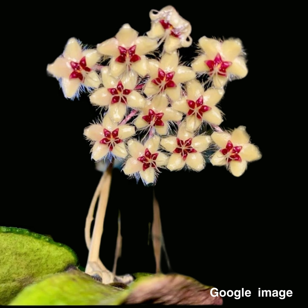 Hoya Flagellata Yellow Large (PRE-ORDER)-JULY139