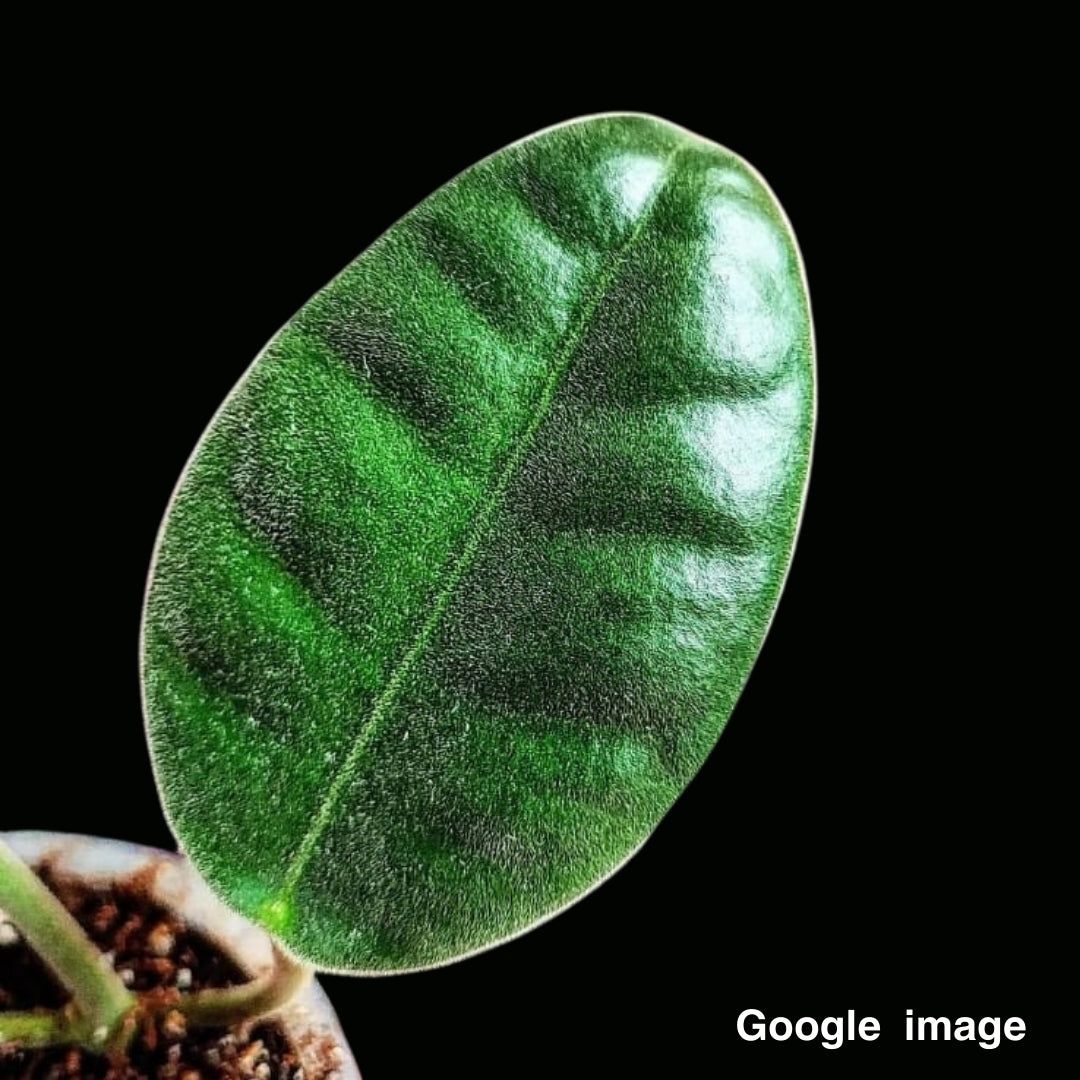 Hoya Gigas NS 05-193 Large (PRE-ORDER)-JULY144