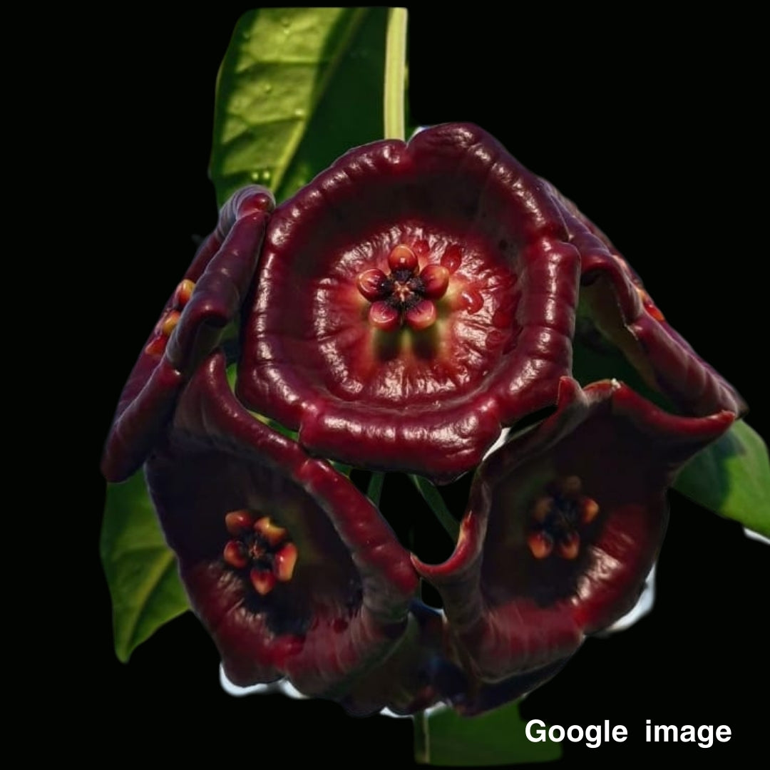 Hoya Gigas NS 05-193 Large (PRE-ORDER)-JULY144