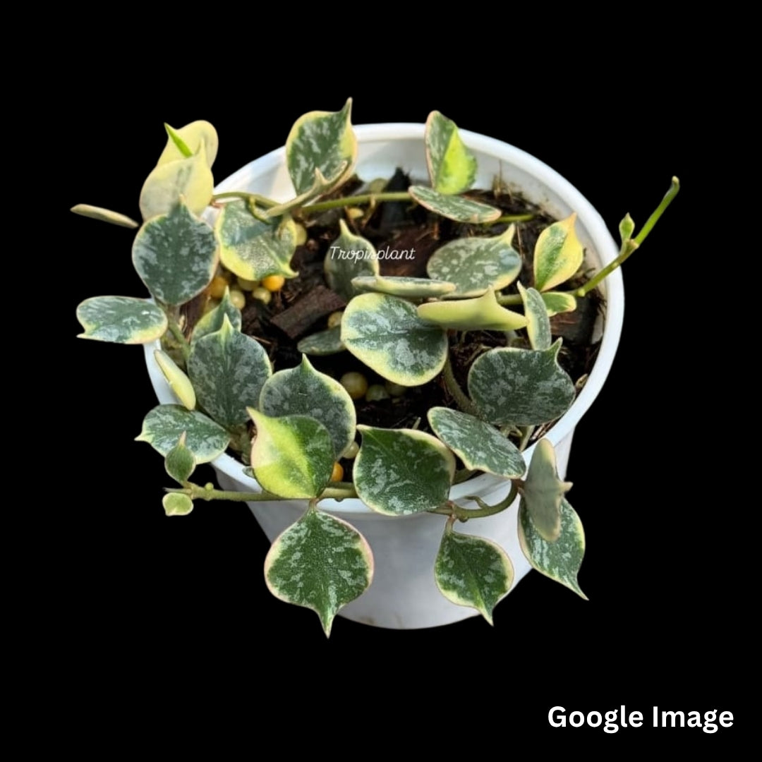 Hoya Curtisii Albomarginata (Small) PRE-ORDER-JULY147