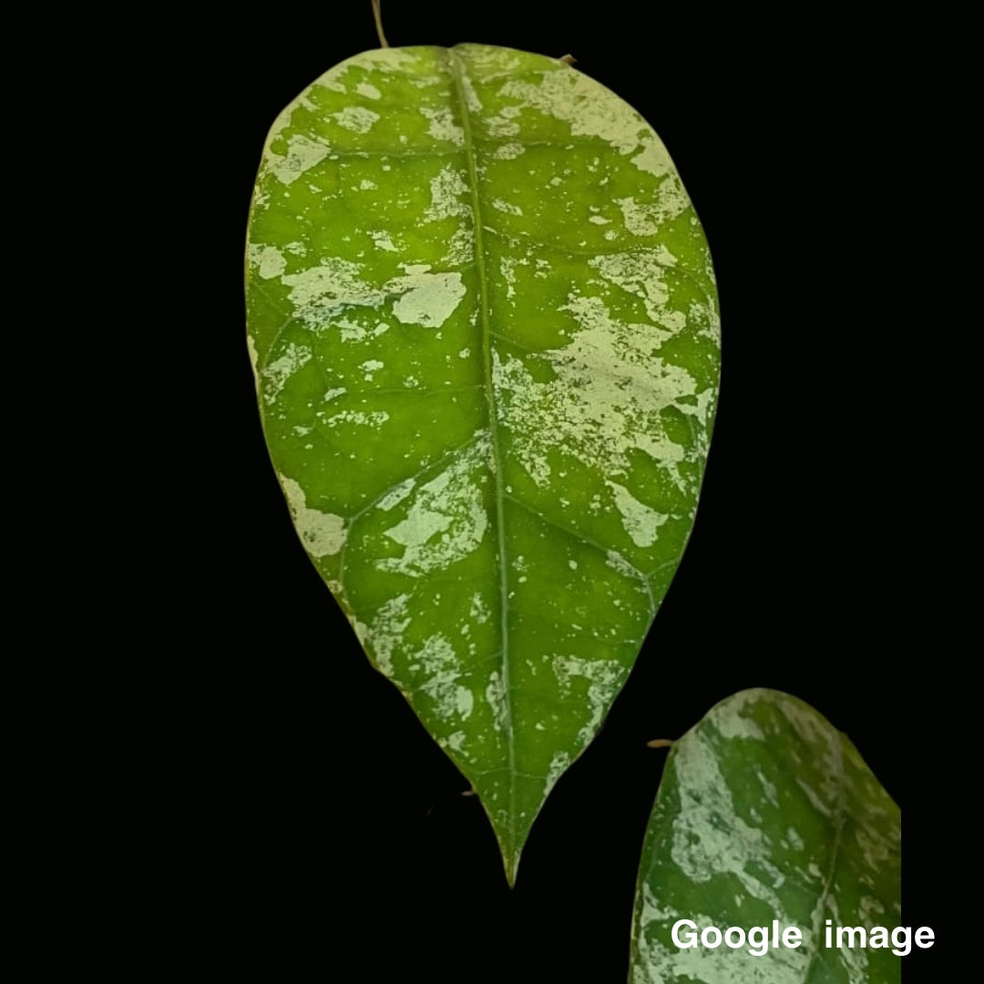 Hoya Aff. Lambii from Indonesia (Large) PRE-ORDER-JULY020