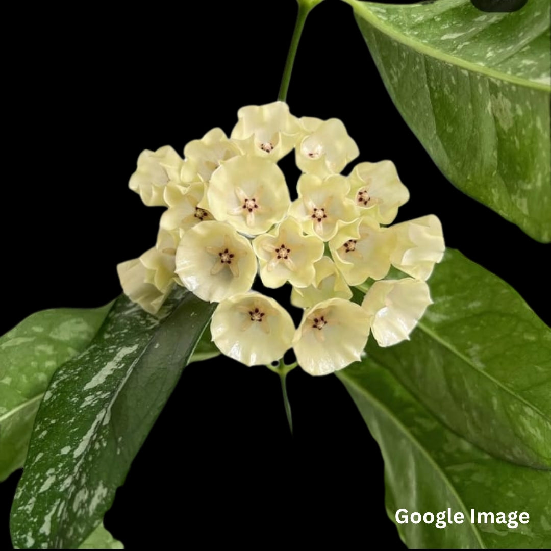 Hoya Cystiantha (Large) PRE-ORDER-JULY151