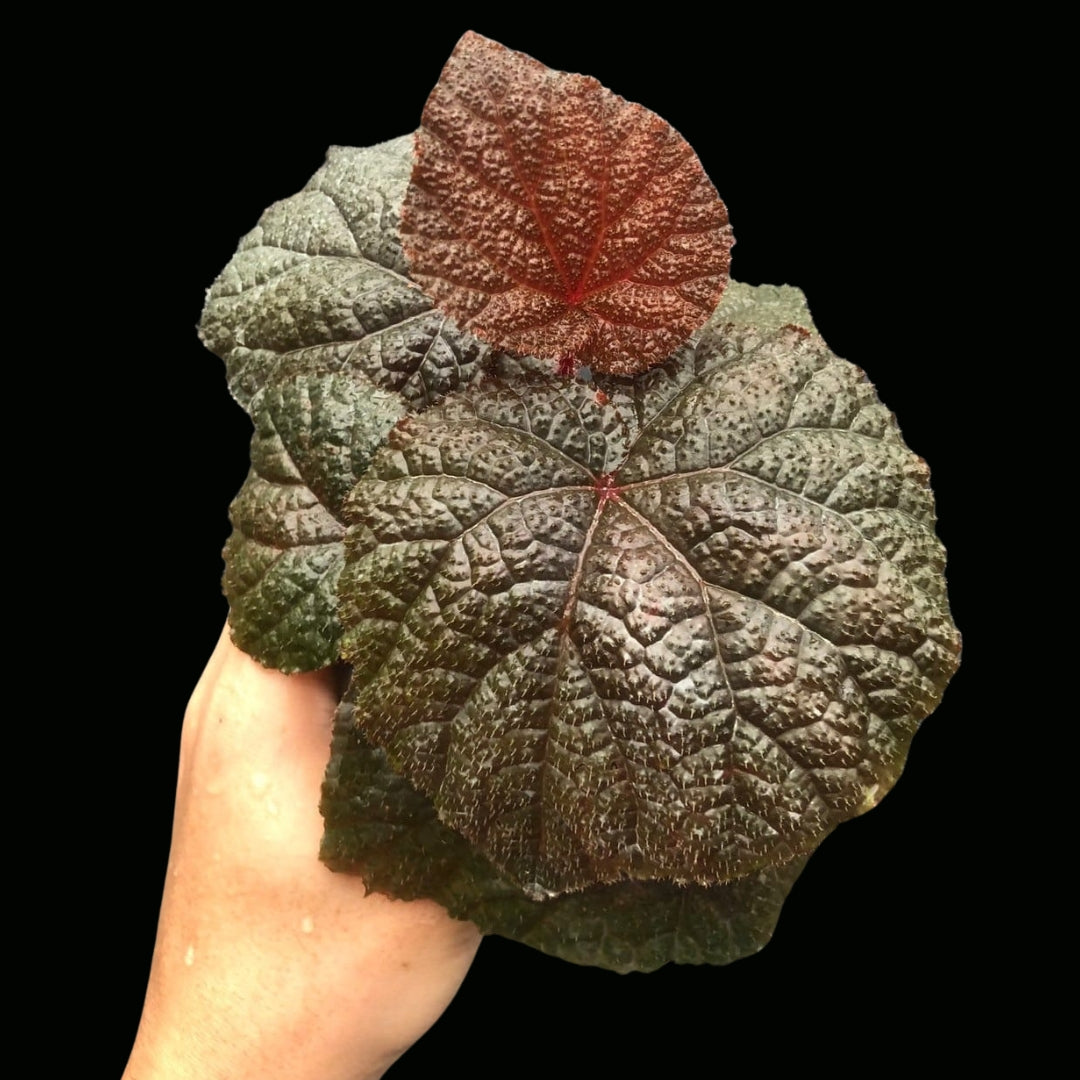 Begonia (Uknown HB) Sp. ใบสีส้มอิฐ (PRE-ORDER)-JUL152