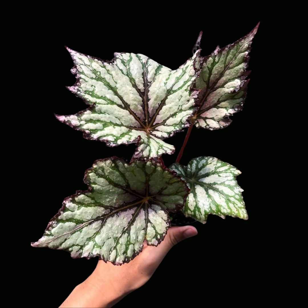 Begonia Starburst (PRE-ORDER)-JUL154