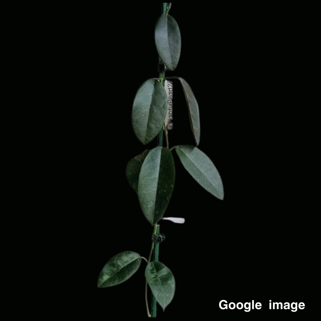 Hoya Hamiltoniorum (Large) (PRE-ORDER)-JULY1227